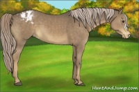 Horse Color:Chocolate Palomino Appaloosa