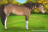 Horse Color:White Spotted Buckskin Appaloosa 