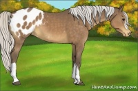 Horse Color:Silver Buckskin Appaloosa 