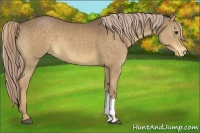 Horse Color:Chocolate Palomino Varnish 