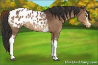 Horse Color:White Spotted Liver Chestnut Appaloosa