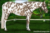 Horse Color:White Spotted Chocolate Palomino Leopard 