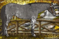 Horse Color:White Spotted Smoky Black Rabicano and Smoky Blue Roan Rabicano