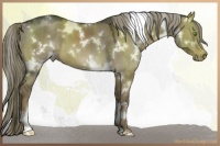 Horse Color:White Spotted Liver Red Dun