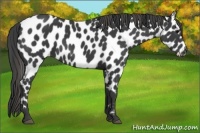 Horse Color:Smoky Black Sabino Appaloosa 