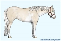 Horse Color:Silver Smoky Black Pearl Sabino