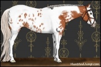 Horse Color:White Spotted Silver Bay Splash Tobiano Appaloosa Rabicano