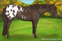 Horse Color:Liver Chestnut Appaloosa 