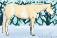 Horse Color:White Spotted Gold Cream Champagne 
