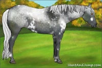 Horse Color:White Spotted Silver Black Chinchilla Sabino