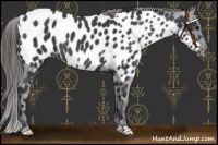 Horse Color:Blue Roan Splash Appaloosa  and Blue Roan Appaloosa 