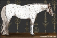 Horse Color:Silver Grullo Roan Appaloosa 