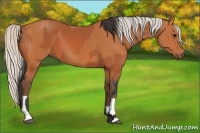 Horse Color:Bay  and Silver Bay 