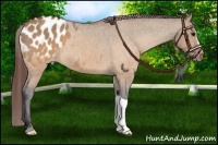 Horse Color:Chocolate Brown Dun Appaloosa 
