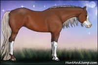 Horse Color:Silver Bay  and Silver Bay Splash 