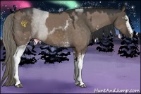Horse Color:White Spotted Brown Dun Sabino  and White Spotted Liver Red Dun Sabino 