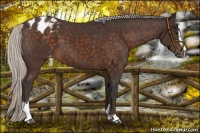 Horse Color:Silver Brown Sabino Appaloosa 