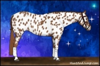Horse Color:Chestnut Appaloosa 