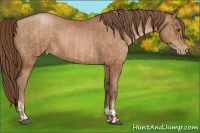 Horse Color:Brown Pearl  and Brown Pearl 