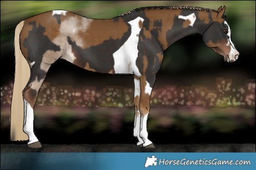 Horse Color:Chocolate Palomino  and Liver Chestnut Tobiano 