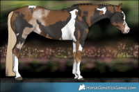 Horse Color:Chocolate Palomino and Liver Chestnut Tobiano
