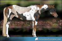 Horse Color:Chocolate Palomino  and Liver Chestnut Tobiano 