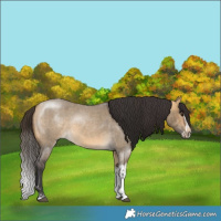 Horse Color:Buckskin Roan Dun Tobiano  and Buckskin Roan Dun Splash Tobiano 