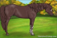 Horse Color:Chocolate Black and Chocolate Black