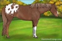 Horse Color:Chestnut Appaloosa