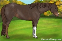 Horse Color:Liver Chestnut Appaloosa 
