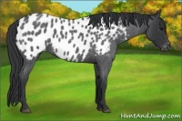Horse Color:Blue Roan Appaloosa 