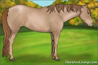 Horse Color:Liver Chestnut Pearl and Liver Chestnut Pearl
