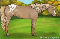 Horse Color:Chestnut Appaloosa