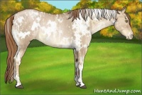 Horse Color:Liver Red Dun Pearl Sabino Appaloosa  and White Spotted Liver Red Dun Pearl Rabicano 