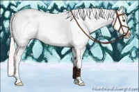 Horse Color:White Spotted Silver Bay Dun Splash Tobiano Frame Appaloosa 
