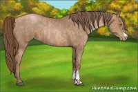 Horse Color:Brown Pearl and Black Pearl