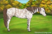 Horse Color:Black Pearl  and White Spotted Black Pearl