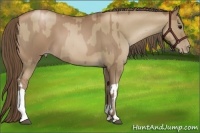 Horse Color:Black Pearl  and Grullo Pearl 