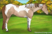 Horse Color:Liver Chestnut Pearl and Liver Chestnut Pearl Tobiano