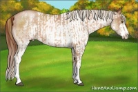 Horse Color:White Spotted Liver Chestnut Pearl Sabino and White Spotted Chocolate Brown Pearl Sabino Rabicano