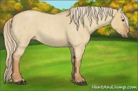 Horse Color:Red Dun Roan 