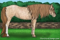 Horse Color:Bay Roan Pearl and Buckskin Roan Pearl