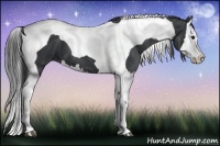 Horse Color:Black Splash Tobiano