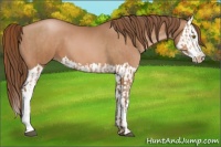 Horse Color:Bay Pearl and Bay Pearl Splash