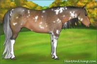 Horse Color:White Spotted Buckskin Tobiano 