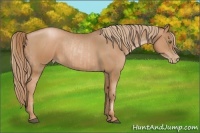 Horse Color:Liver Chestnut Pearl Rabicano and Liver Chestnut Pearl Rabicano
