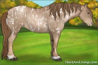 Horse Color:Liver Chestnut Pearl Appaloosa  and Liver Chestnut Pearl Rabicano 