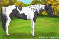 Horse Color:Smoky Black Tobiano