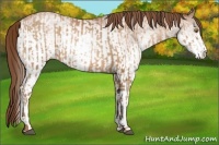 Horse Color:Brown Pearl  and White Spotted Brown Pearl 