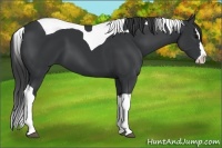 Horse Color:Black Splash Tobiano 